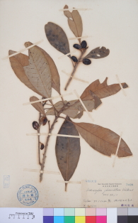 Specimen thumbnail